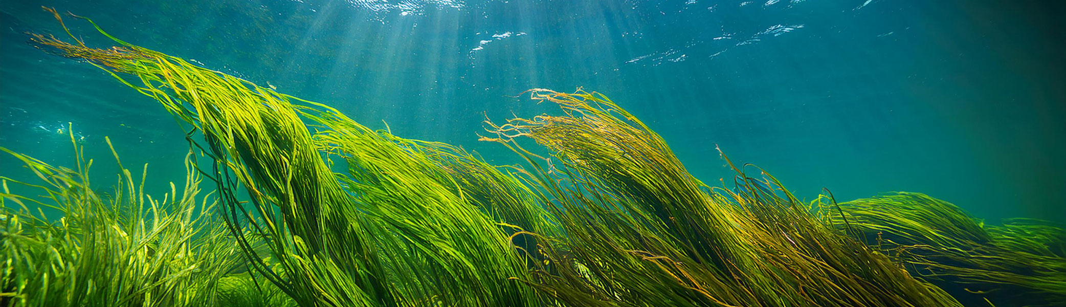 Das Sonnenlicht strömt durch das klare, blaue Wasser und beleuchtet die leuchtend grünen und gelben Stränge des sich sanft wiegenden Seegrases unter Wasser, wodurch eine ruhige Wasserszene entsteht.
